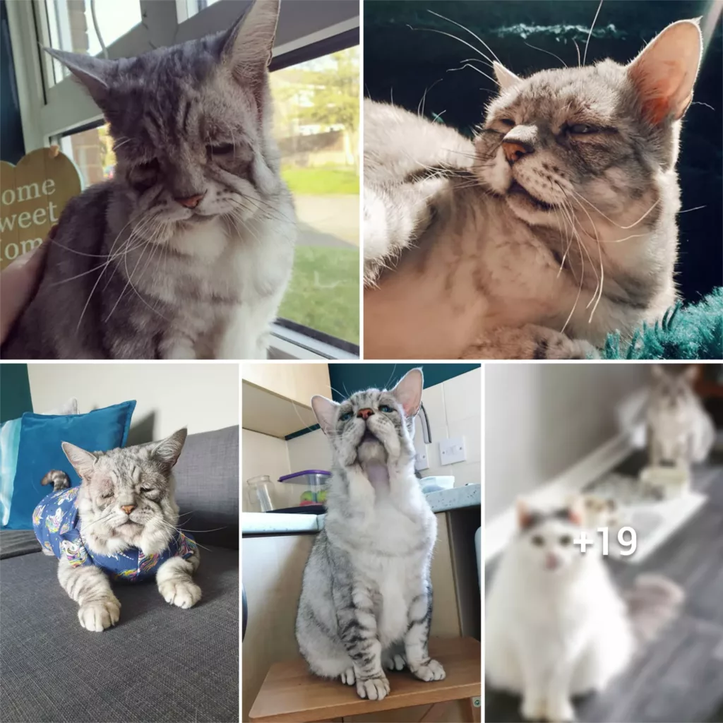 “From Stray to Healing: How a Rescued Cat with Ehlers-Danlos Syndrome Found Happiness with Caring Owners”