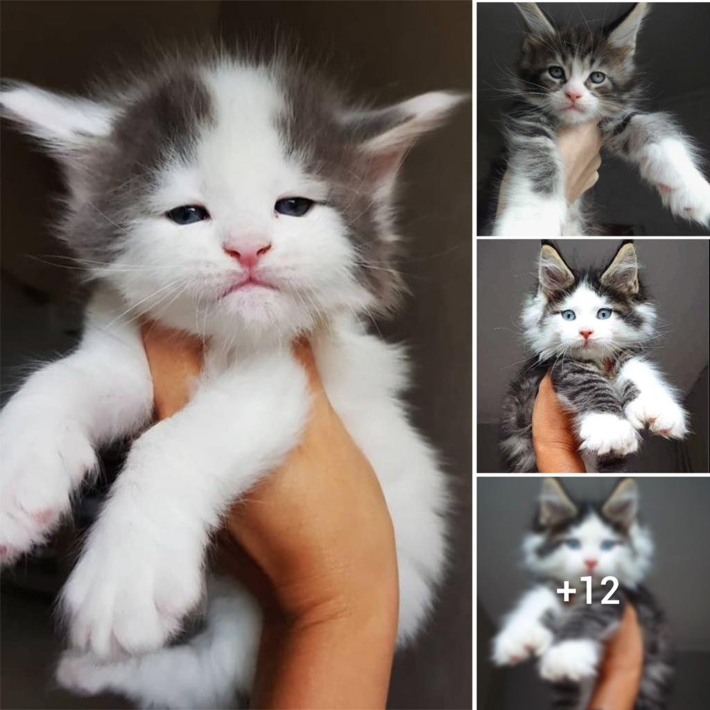 Get Ready to Be Charmed: 15 Adorable Maine Coon Kitten Moments That Will Brighten Your Day